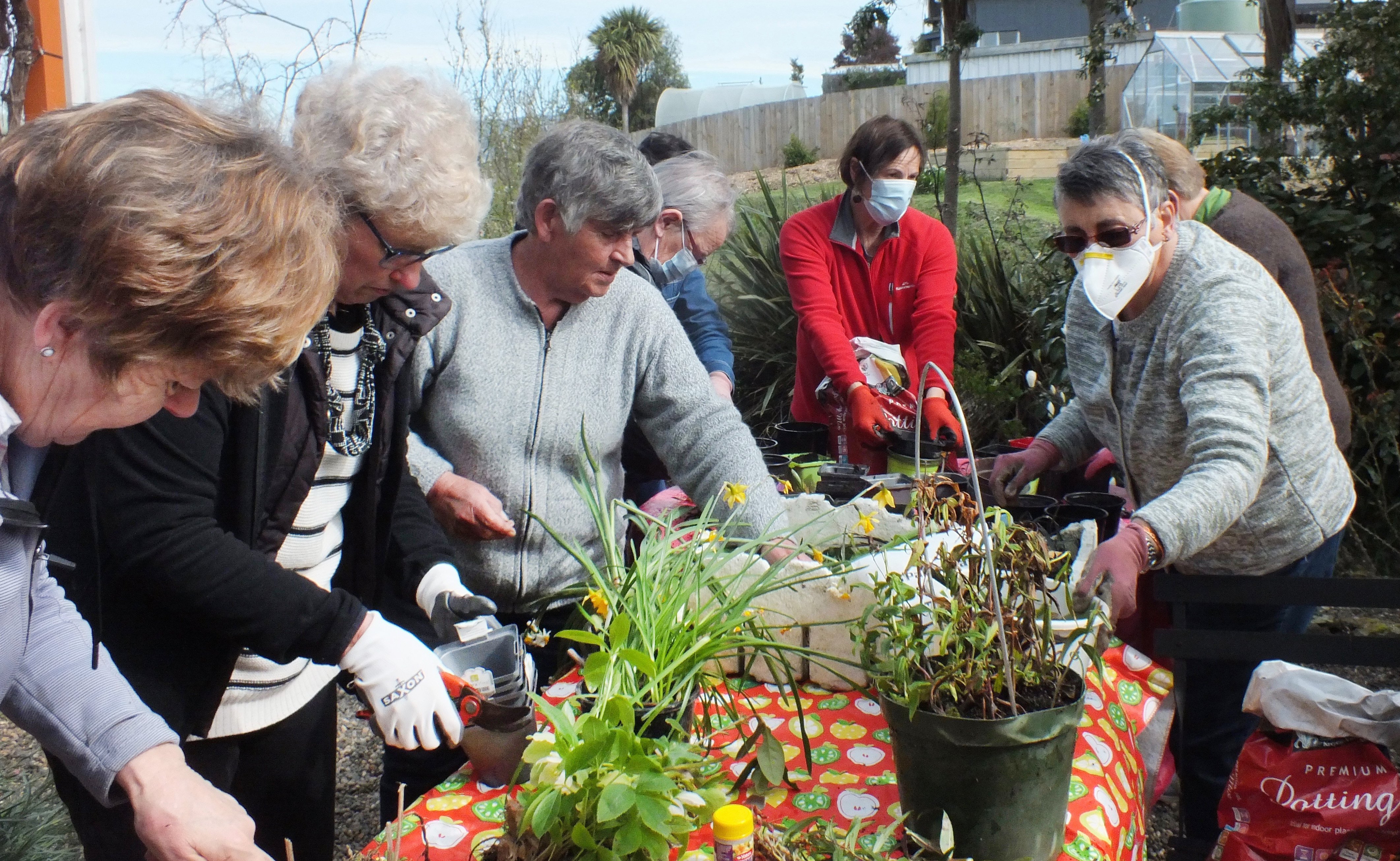 Members of the Blueskin Bay Garden Club pot up plants for sale at Sunday’s spring flower show....