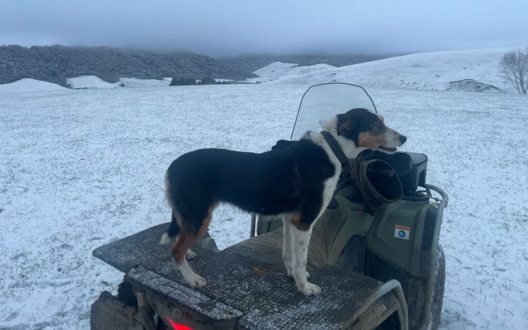Early morning snow on a farm at Glenham, Southland. Photo: supplied/Dean Rabbidge