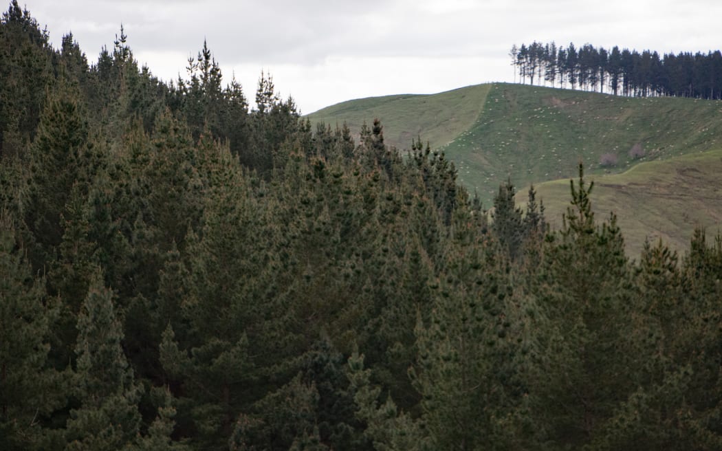 More New Zealand farmland is being sold for forestry conversion. Photo: RNZ
