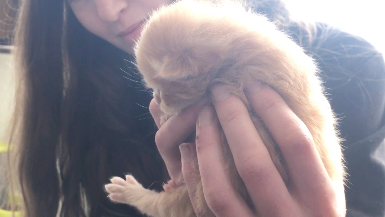 Amelia Seales holds newborn kittens, two of the residents at her new South Dunedin pet store for...