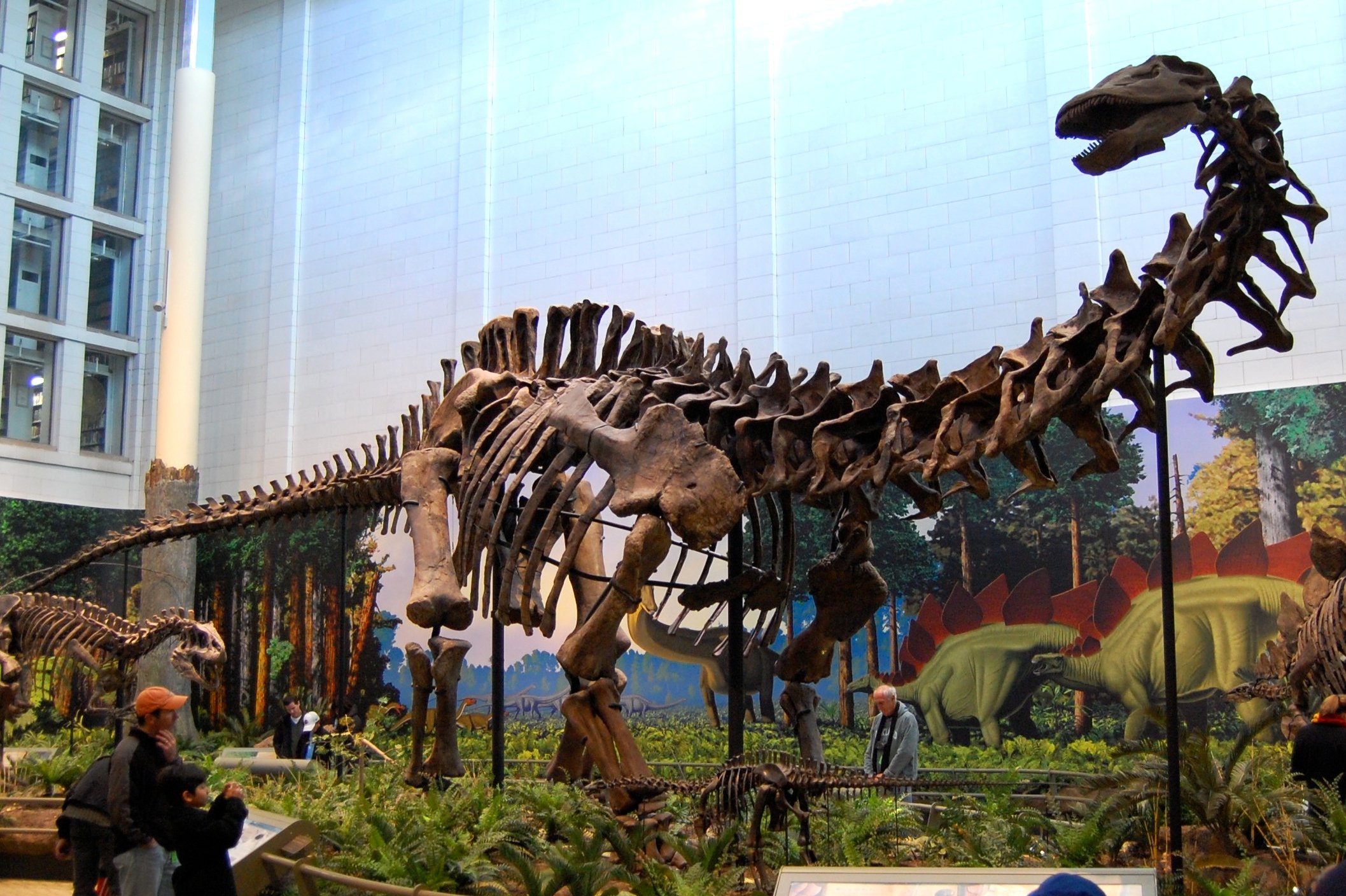 The skeleton of Apatosaurus Louisae at the Carnegie Museum of Natural History in Pittsburgh,...