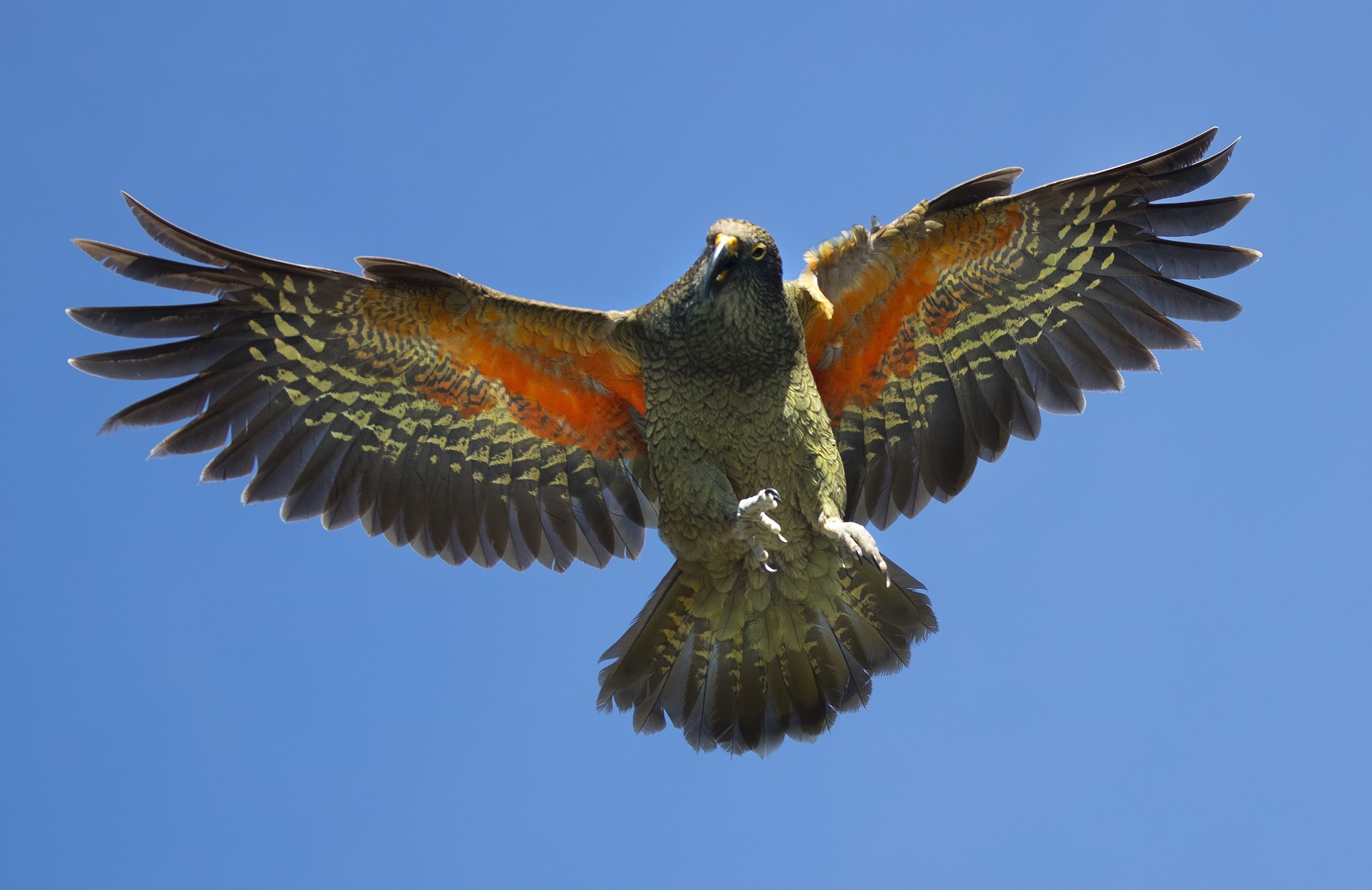 A kea in flight in Arthur's Pass National Park. Photo: The New Zealand Herald