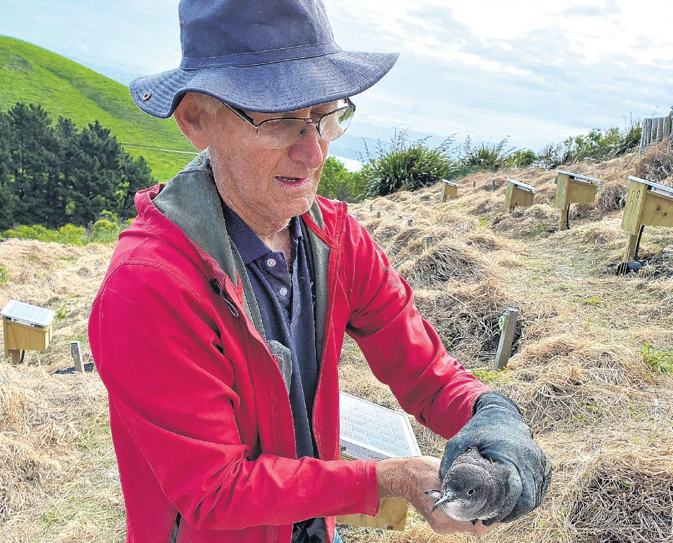 Monitoring . . . Ted Howard checks up on a Hutton’s Shearwater nest at Te Rae o Atiu colony on...