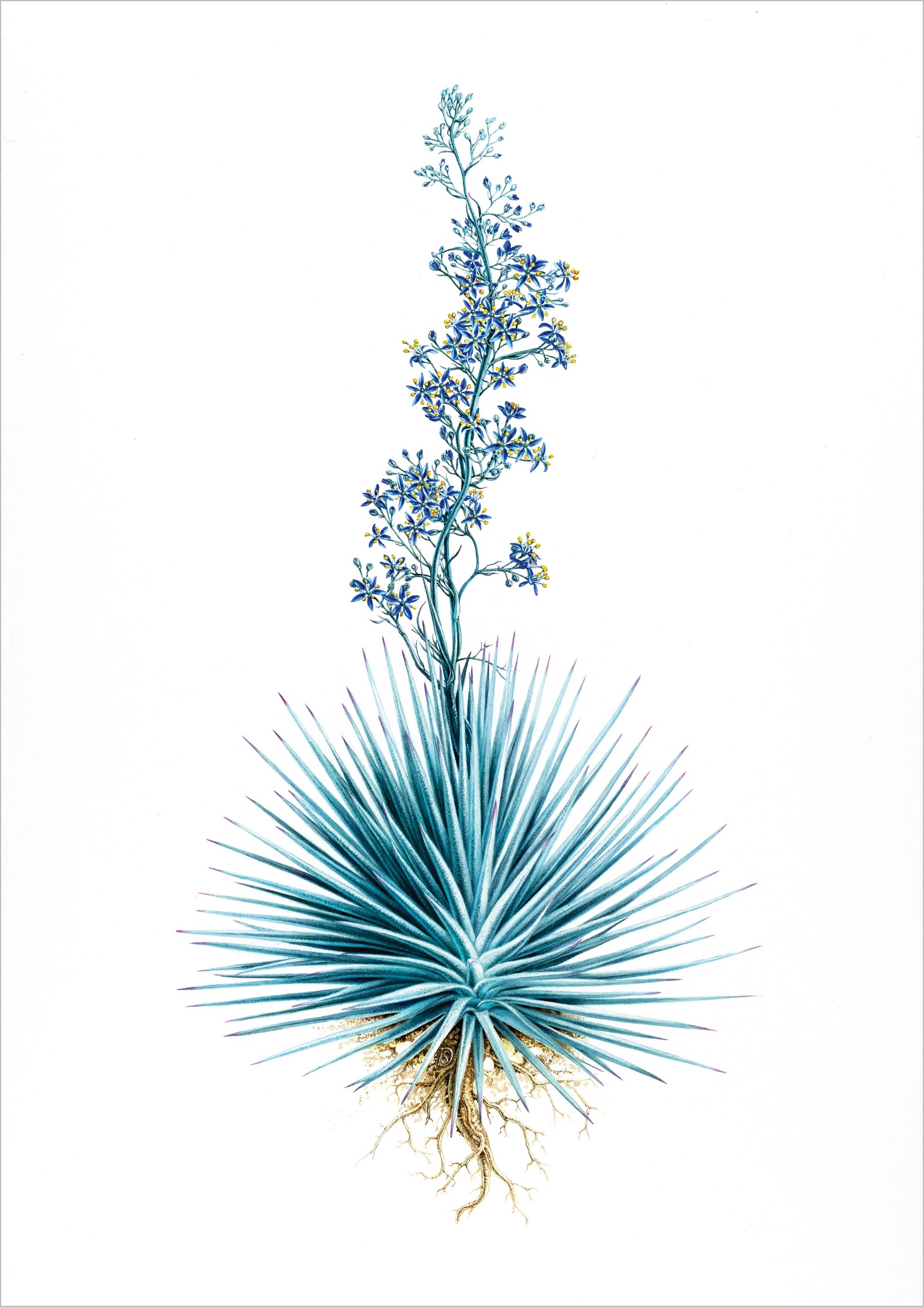 Jasmina Cibic’s Charm Offensive (Aciphylla disffenbachii, Sandra Doyle).