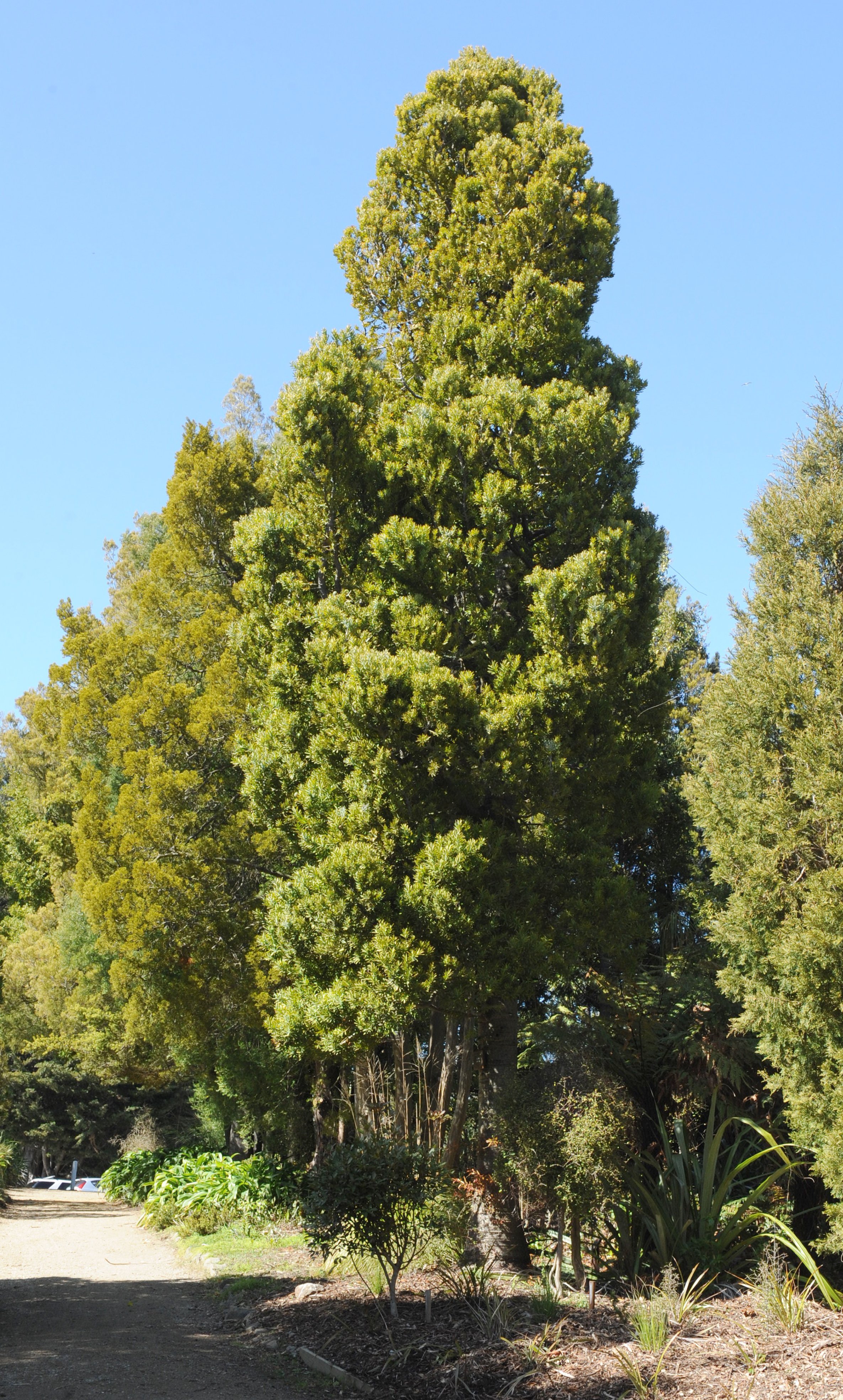 Kauri tree. PHOTO: LINDA ROBERTSON