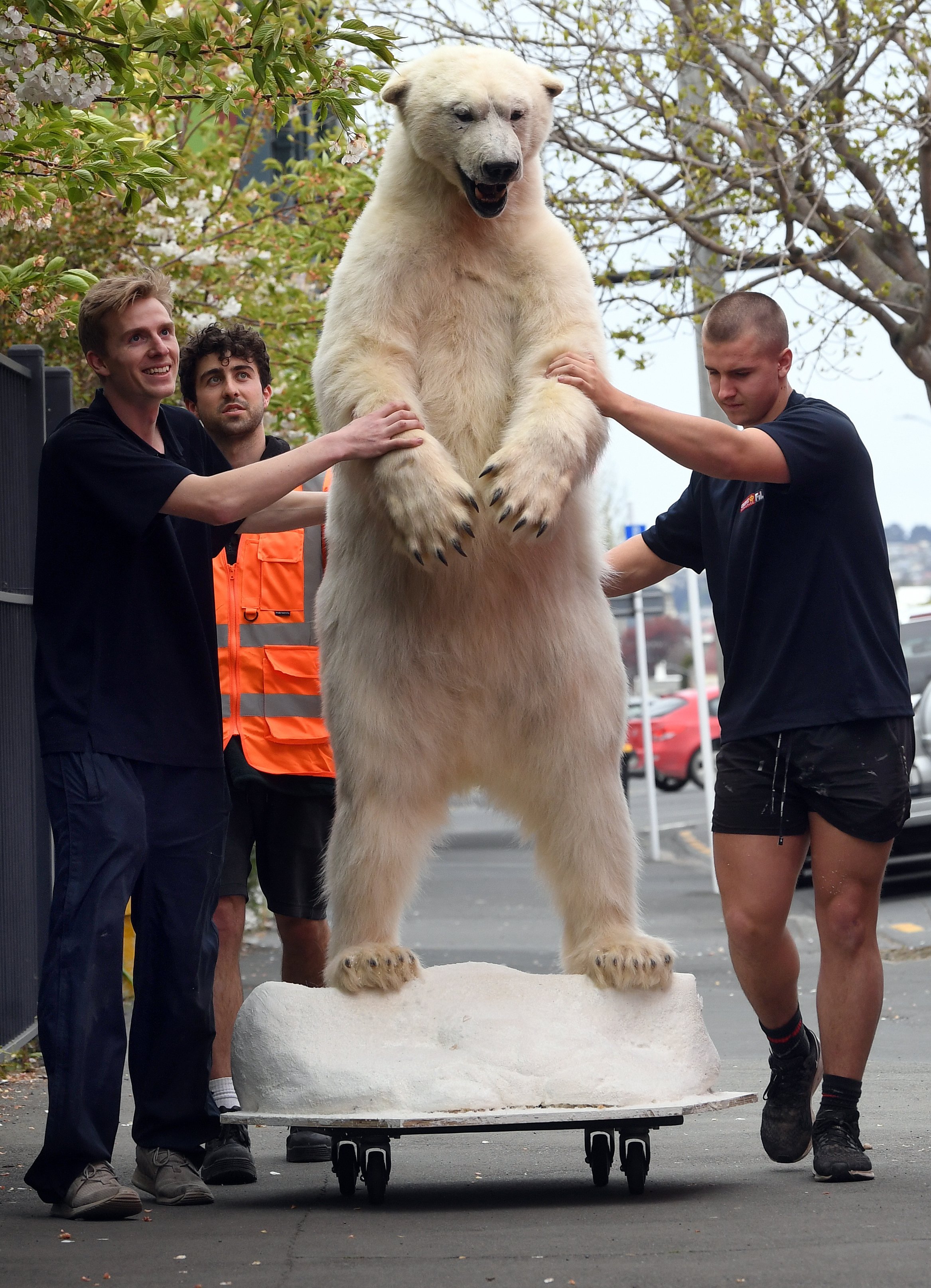 Discover The Epic Scale: Polar Bear Size Compared To A Human - 4pzdrc1