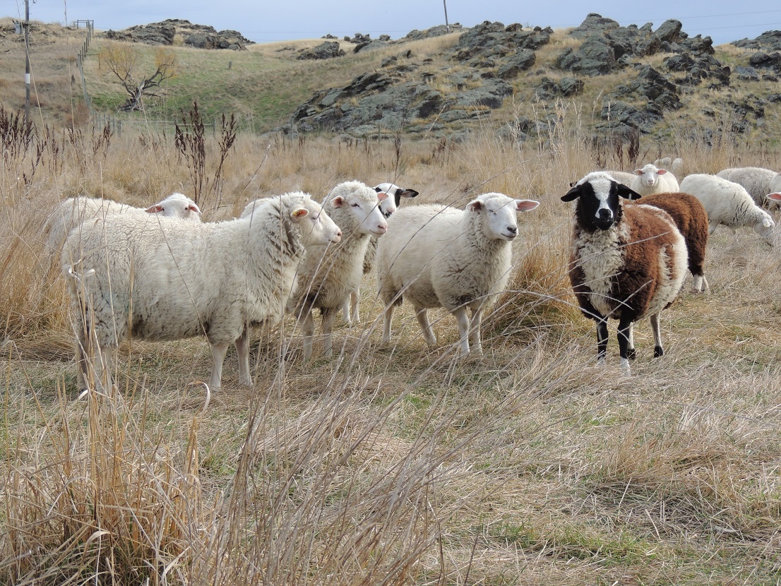 Young milking ewes. Photo: Supplied