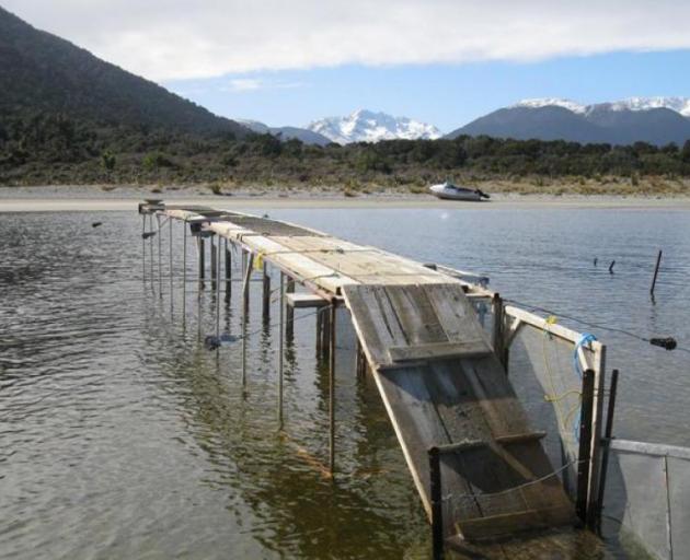 The West Coast regional council has jurisdiction over whitebait stands, while DOC enforces the...