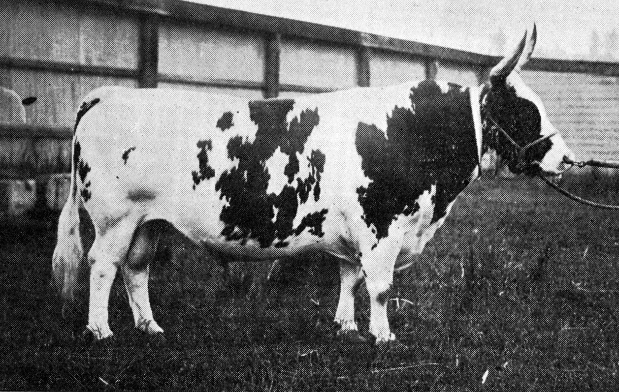 North Otago A and P show champion Ayrshire bull, raised by Archibald Gillies, of Hampden. — Otago...