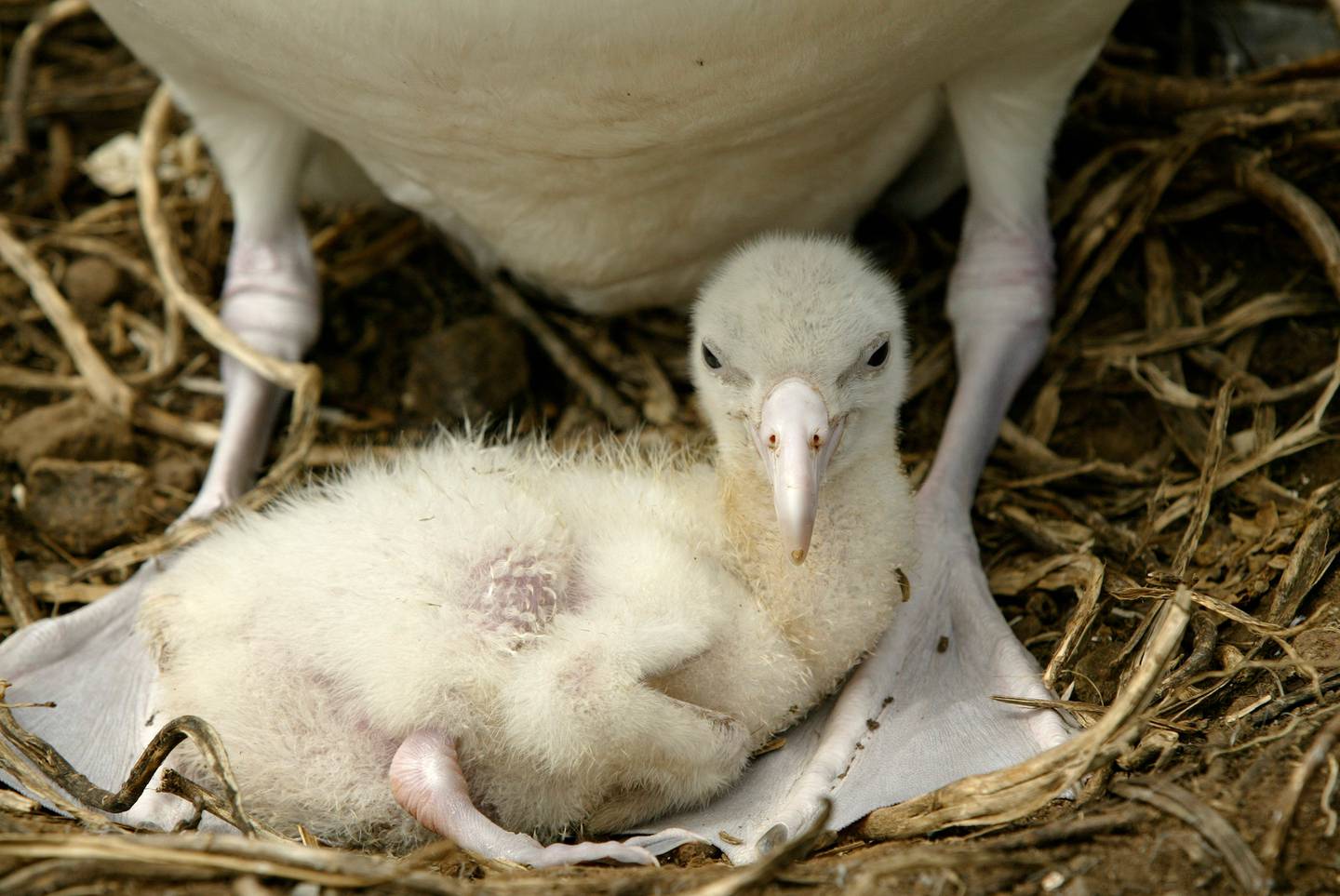 Toroa are one of the largest seabirds in the world, with a wingspan of more than 3m, and are...