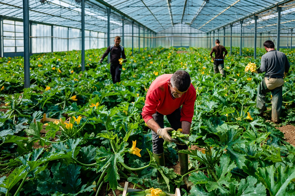 Plant-based diets benefit personal health as well as the climate. Photo: Getty Images