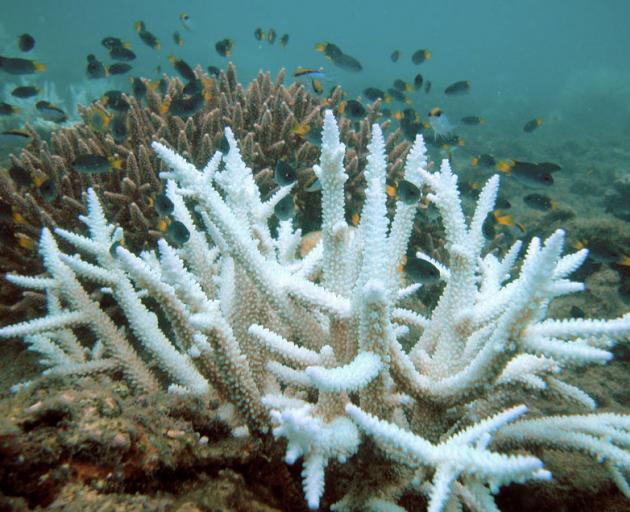 Bleached Acropora coral (foreground) on Great Barrier Reef. Photo: Wikipedia
