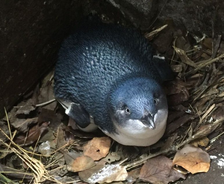 A blue penguin from the colony. Photo: ODT Files
