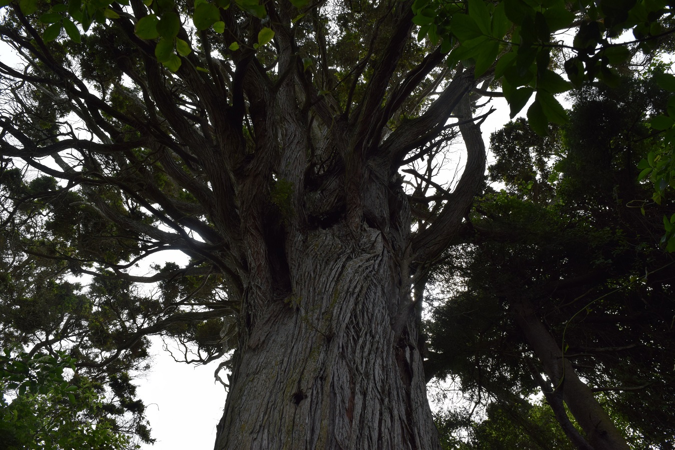 A totara tree believed to be older than 900 years old on Graylands Farms in the Catlins. Photo:...