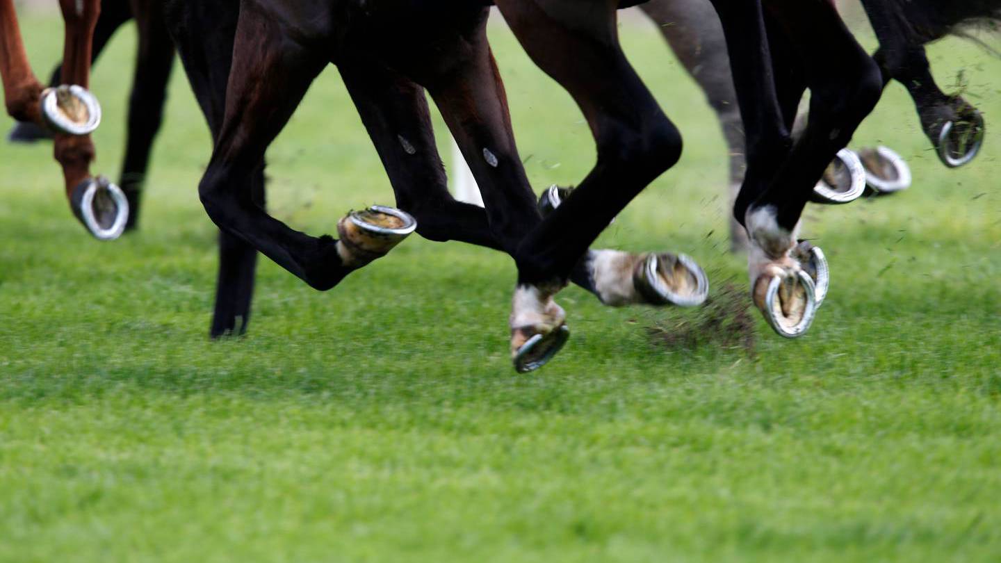 Winning horse and trainer had meth in system | Otago Daily Times Online ...