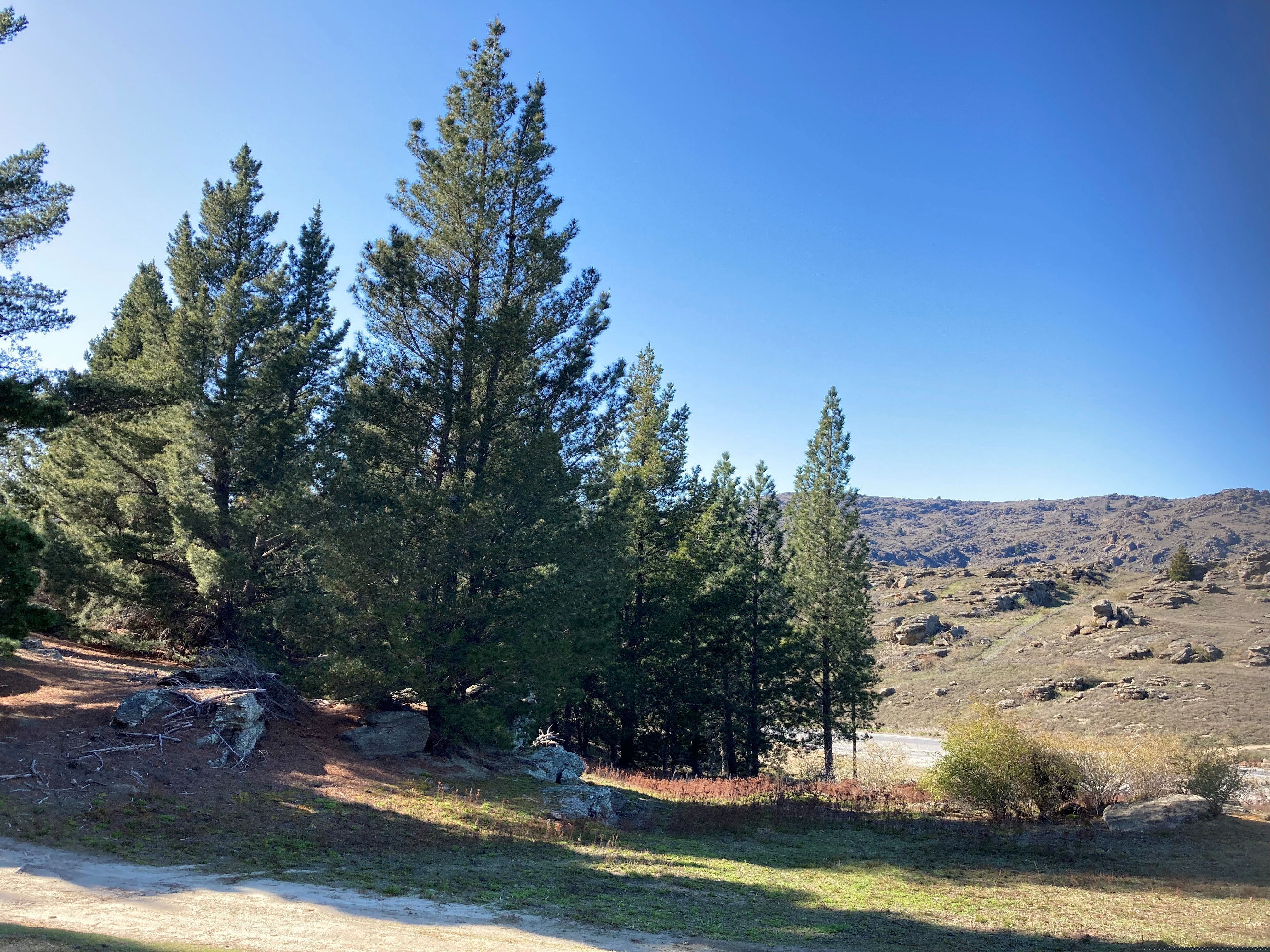 Wilding pines on Central Otago District Council-owned land on the Half Mile near Alexandra. PHOTO...