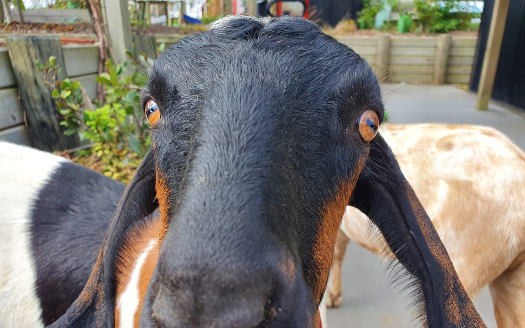 Nine kid goats and two adults were down an unloading ramp onto a hard surface. Photo: RNZ Nine kid goats and two adults were down an unloading ramp onto a hard surface. Photo: RNZ