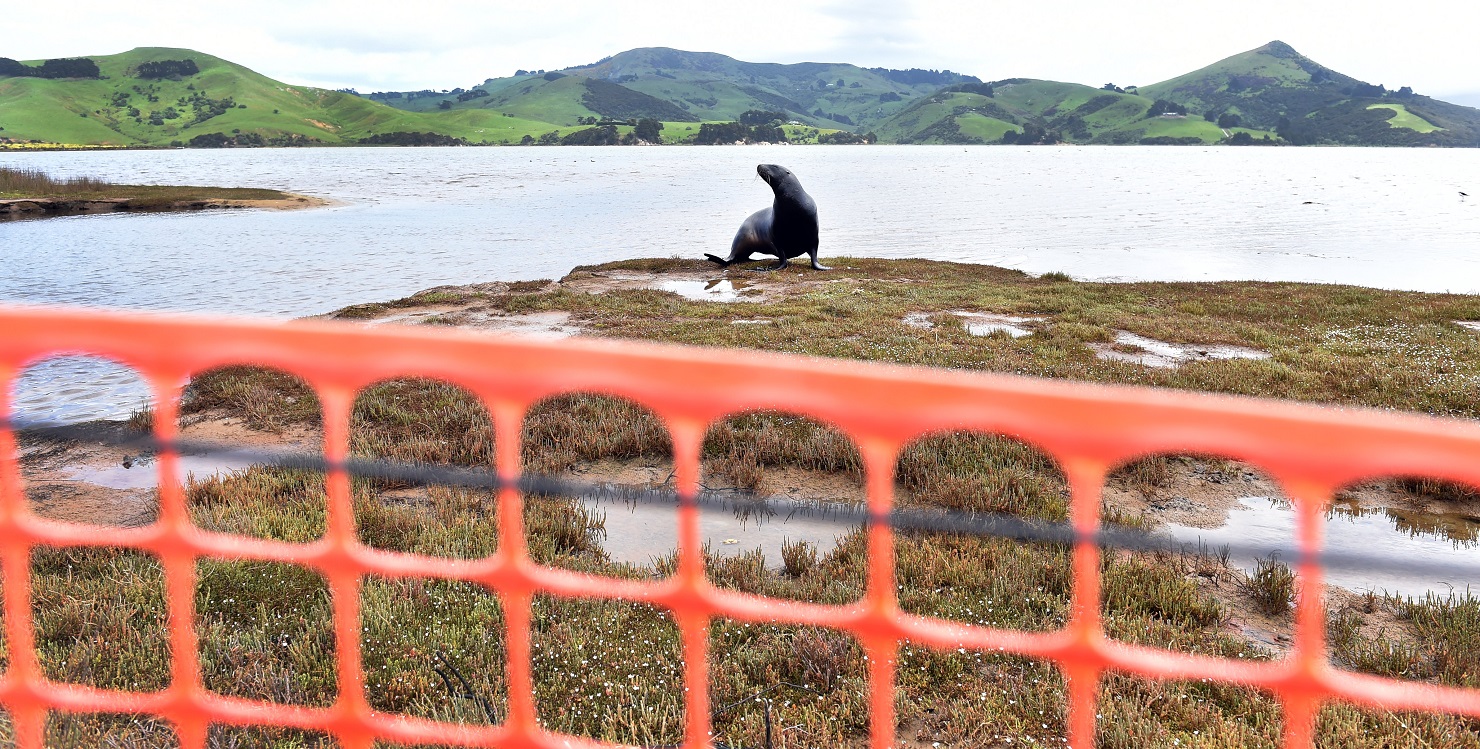 A sea lion peers out past a temporary fence where a new permanent fence is to be installed on...