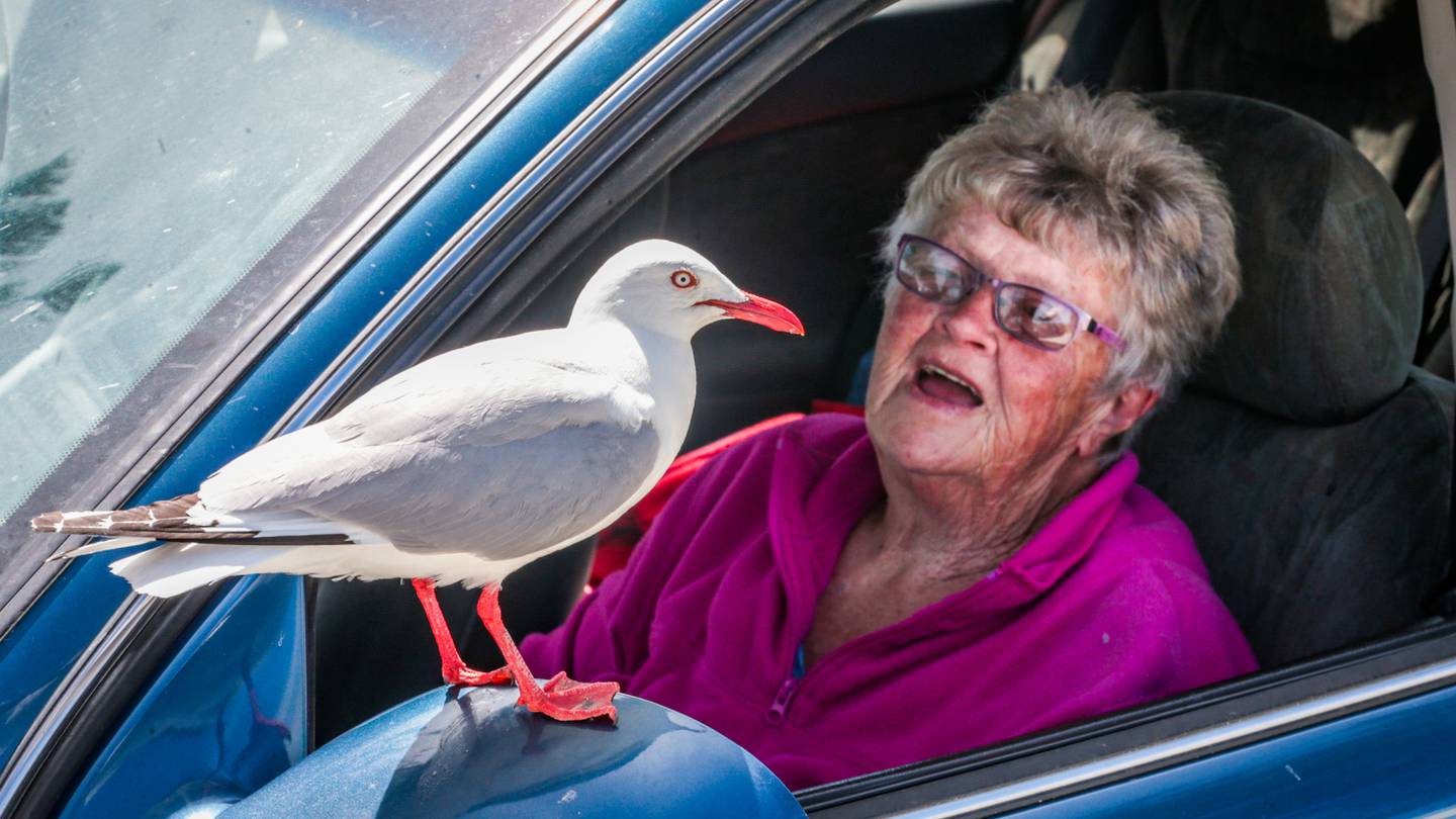 Merrin saved Casper the gull from a fishing line two years ago. Casper's come to see her almost...