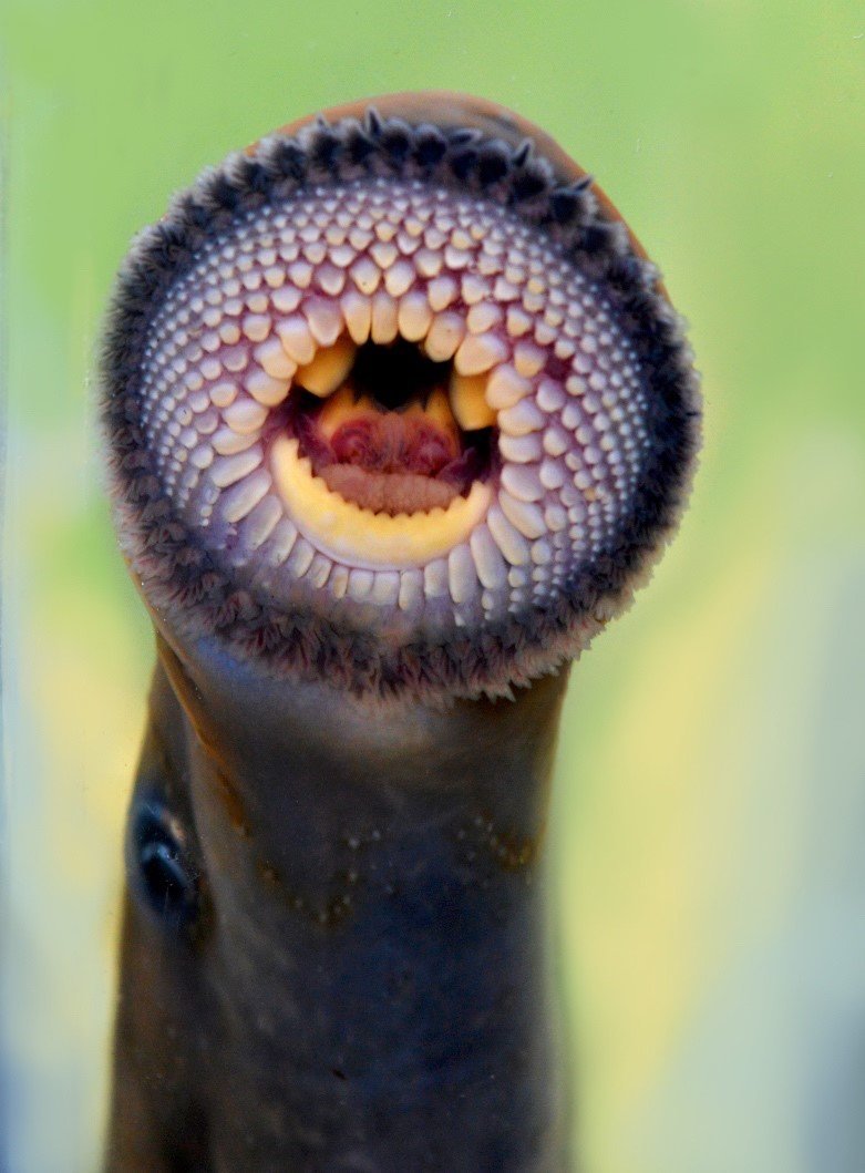 Mouth of an adult kanakana showing its jawless, sucker mouth. Photo credit: Jonah Yick