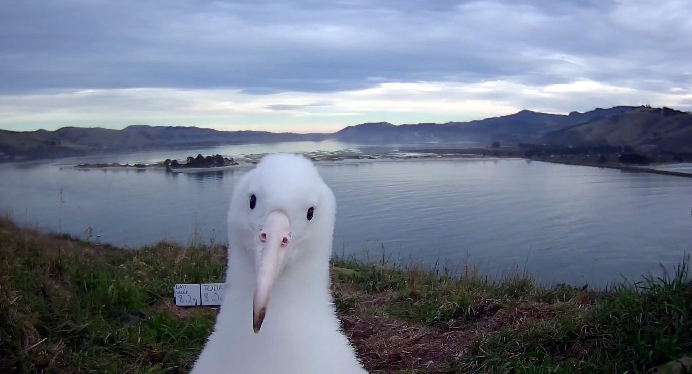 Moana appears on the Department of Conservation’s live "royal-cam" in its first year in 2016.