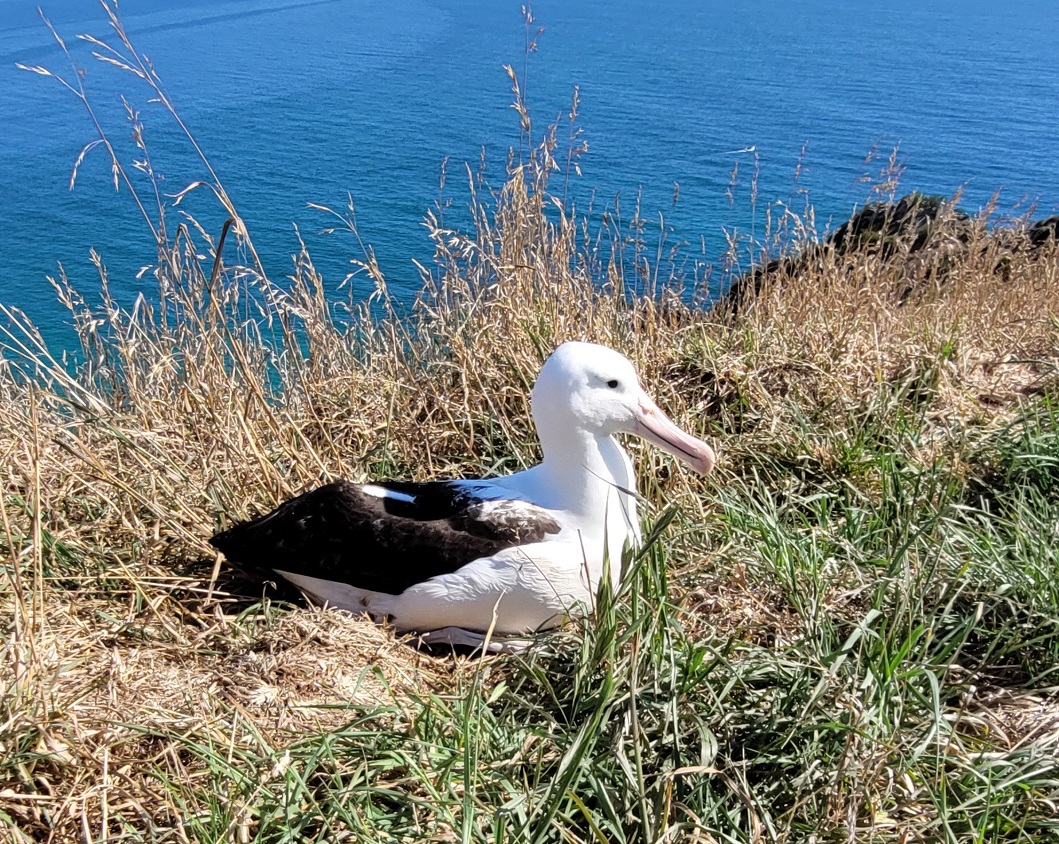 Northern royal albatross Moana has returned to Taiaroa Head just in time for her 7th "birthday"...