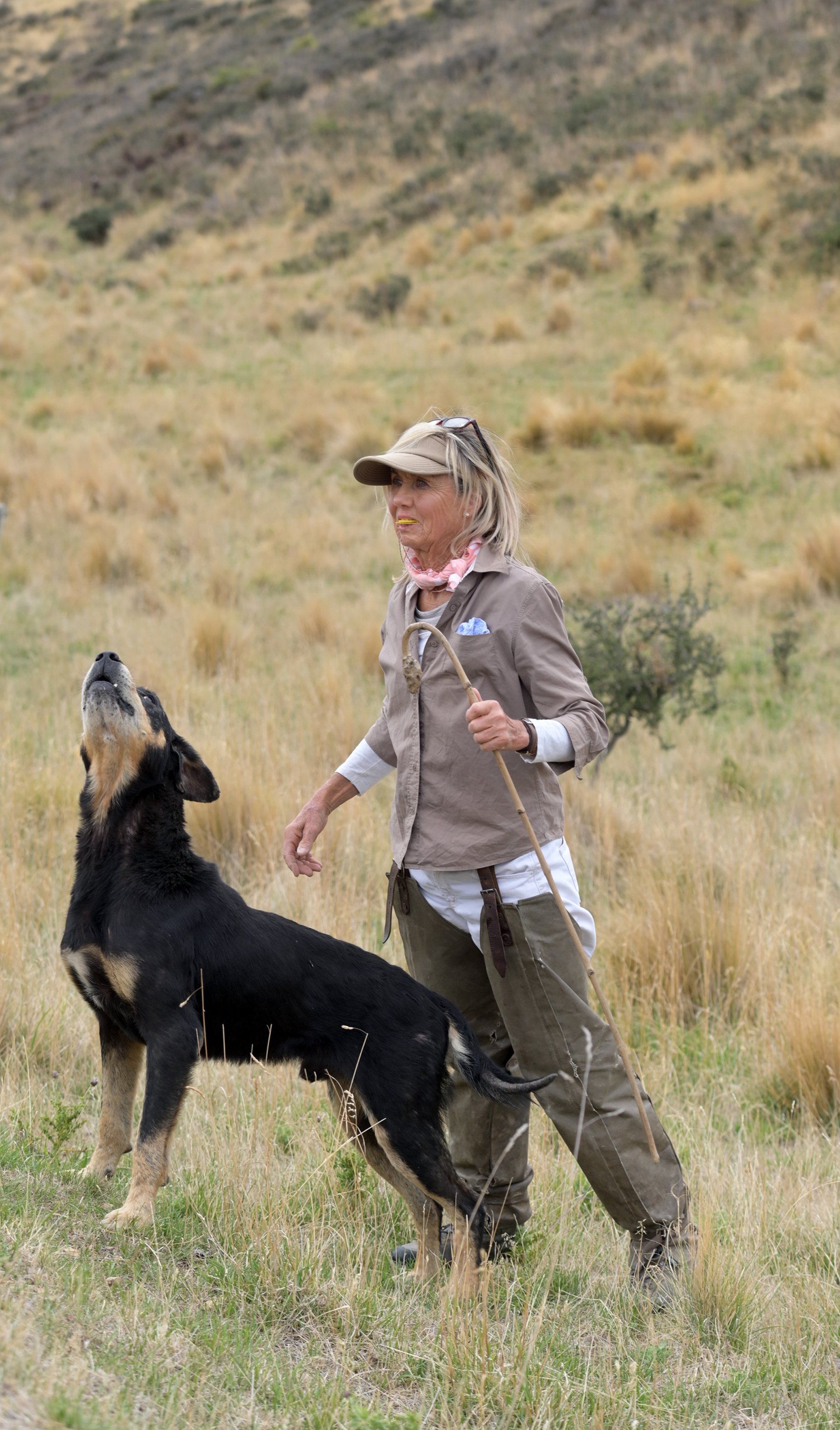 Wendy Dalziel and dog Hills look uphill for sheep. PHOTO: LINDA ROBERTSON