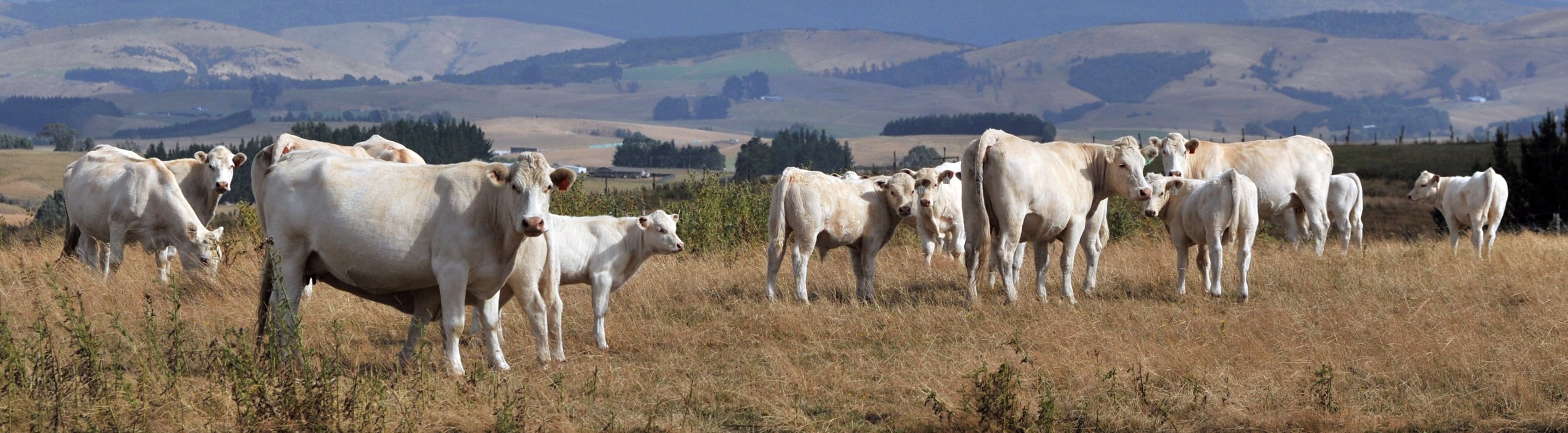 Ground conditions remain dry in coastal Otago, but Niwa says soil moisture levels are improving...