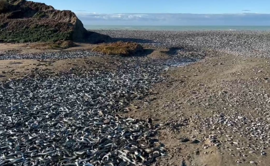 Thousands of eels were writhing in masses on the now dried ground. Photo: RNZ 