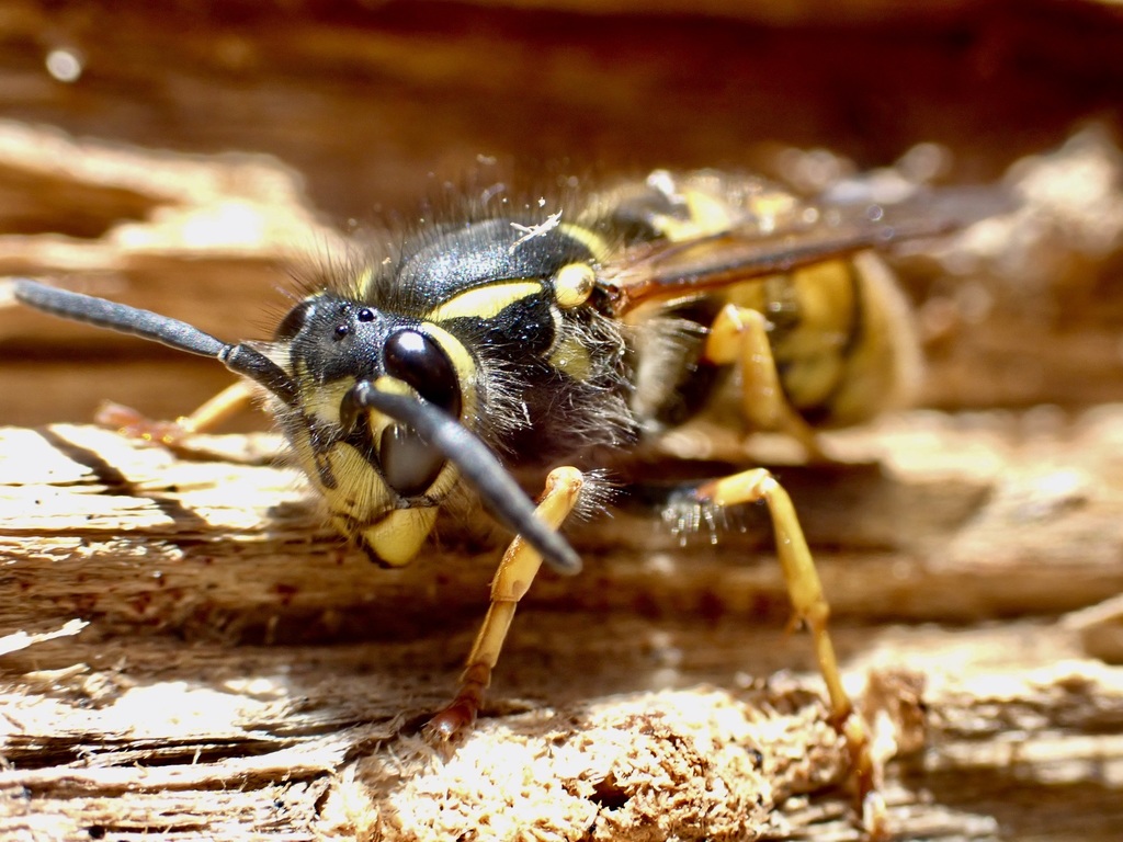 ワスプス wasps ビステ カンタベリー German wasps launch stinging attack in Canterbury | Star News