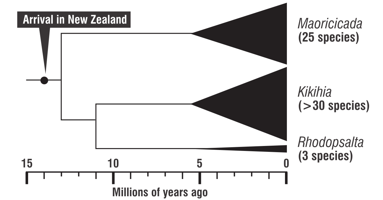 Evolutionary tree of the northern-derived lineage of New Zealand cicadas. Two genera have...