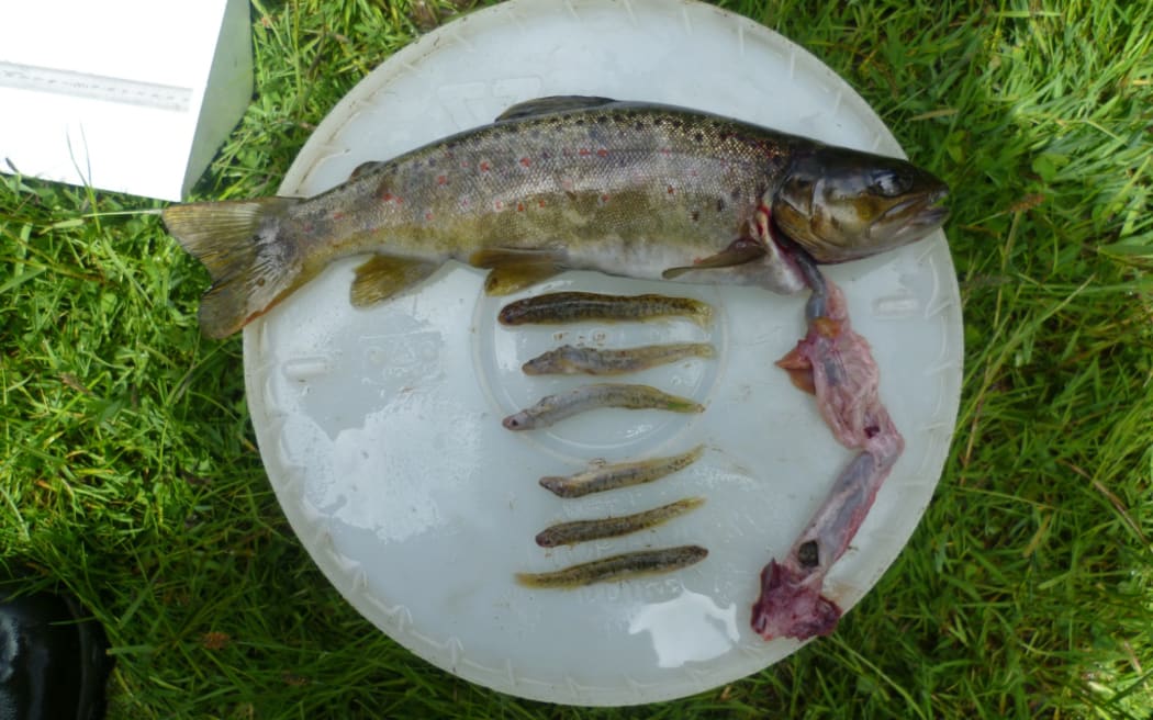 Six endangered Central Otago roundhead galaxias found in the stomach of a brown trout. Photo:...
