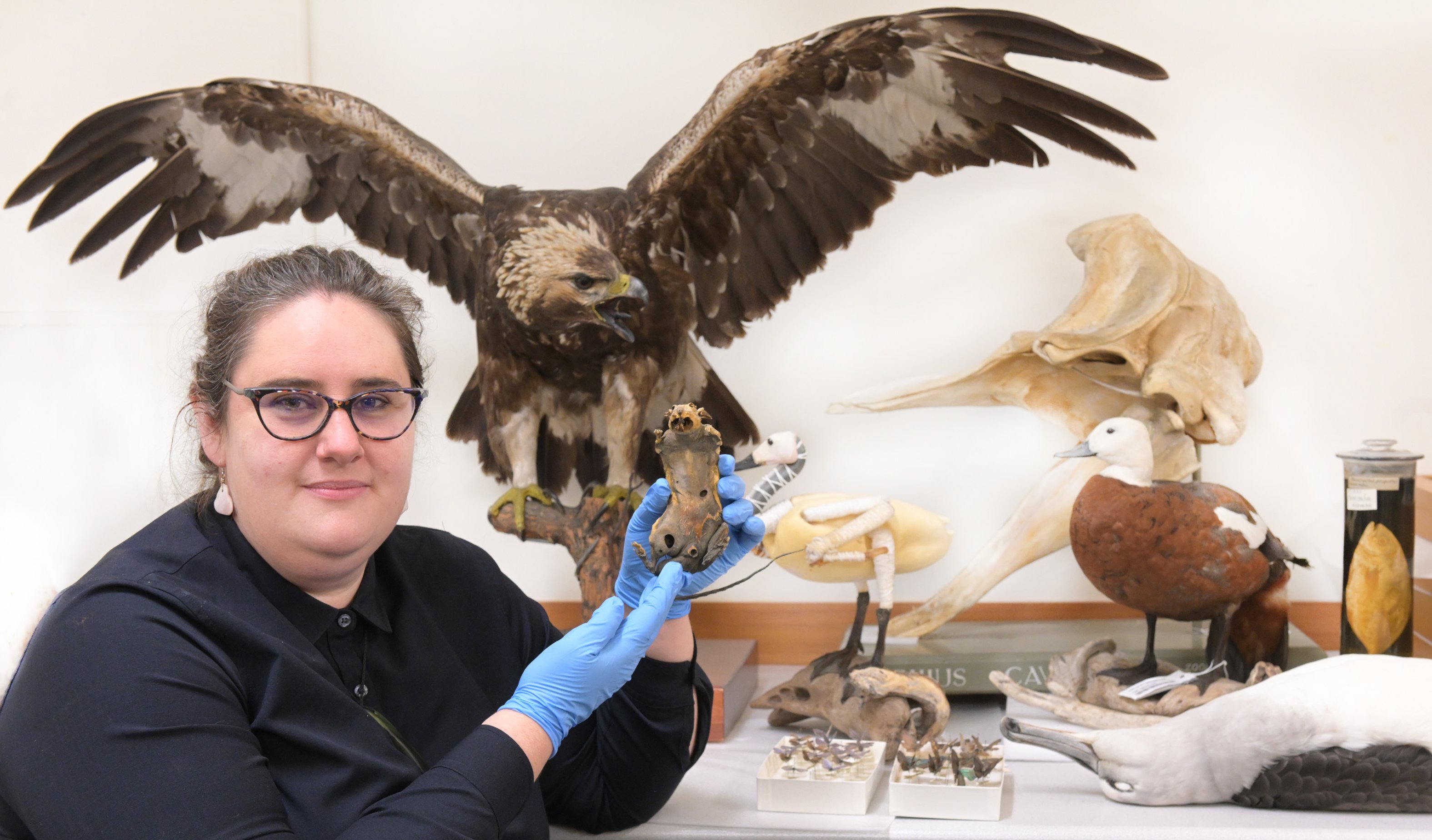 Otago Museum curator of natural science Emma Burns with a selection of preserved animals at the...