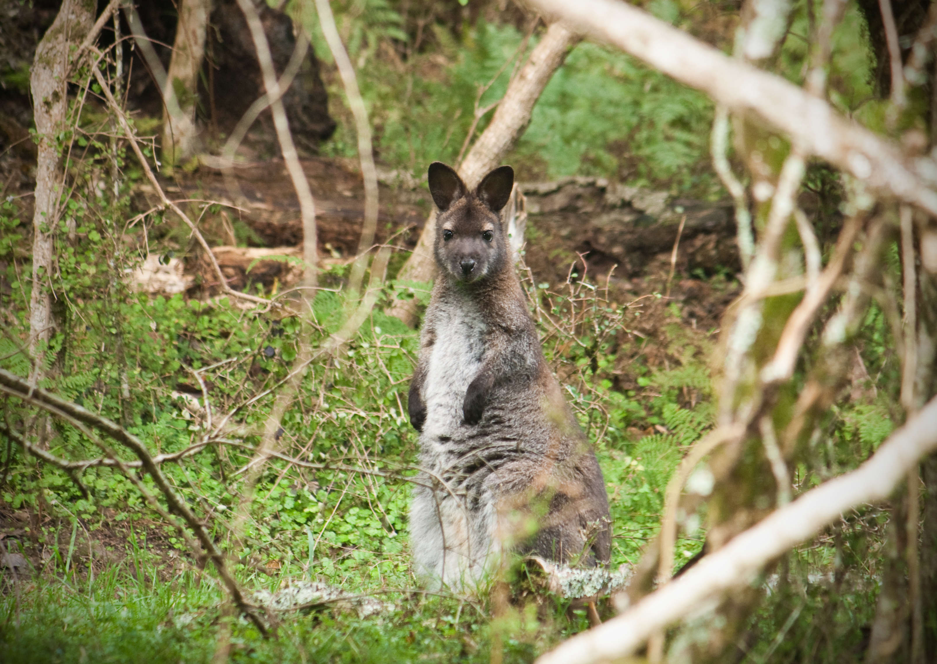 MPI defends $2.76m cost of Otago wallaby control Otago Daily Times Online News