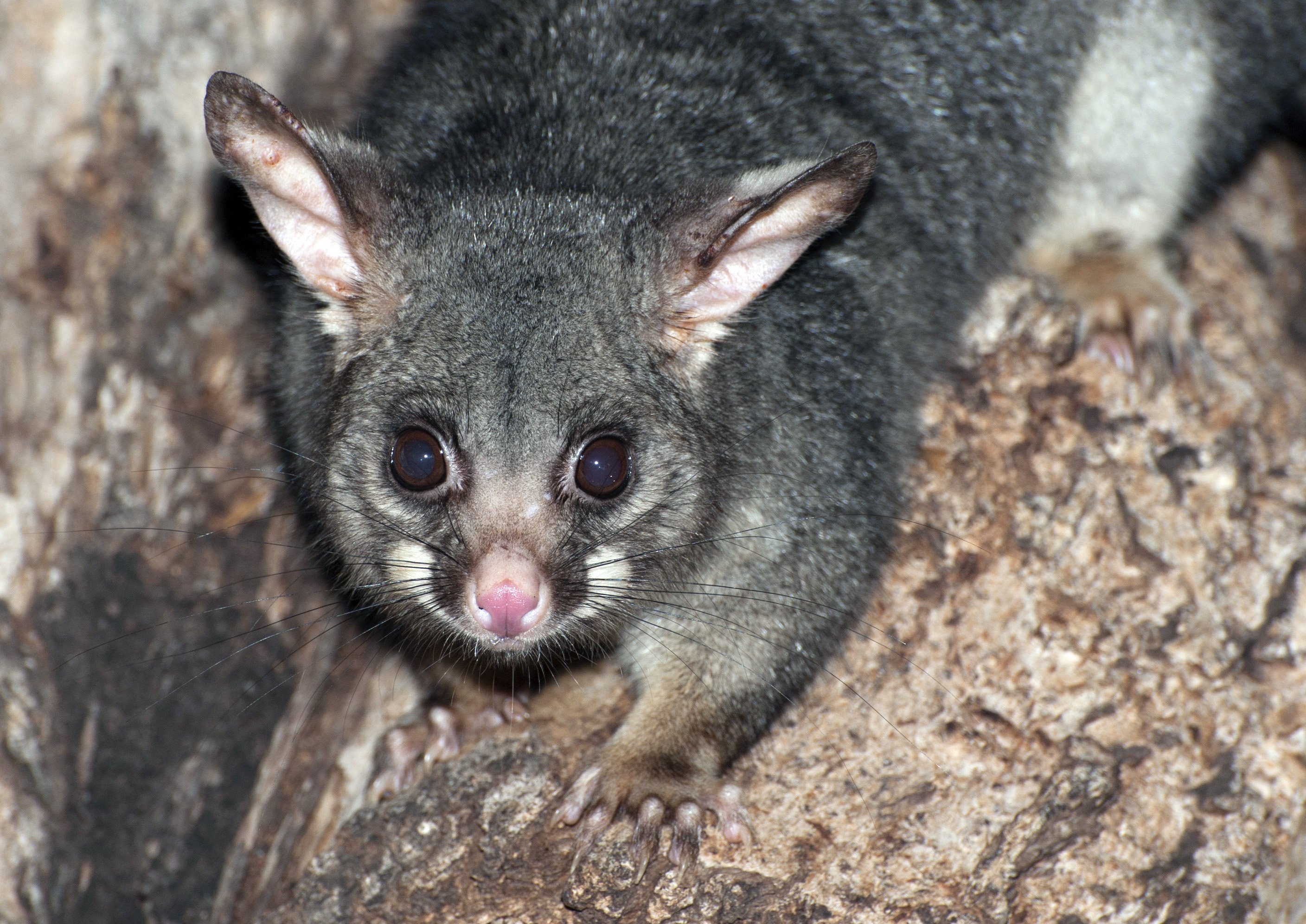 The use of gene drivers to push genetic change, such as infertility, through an animal species is...