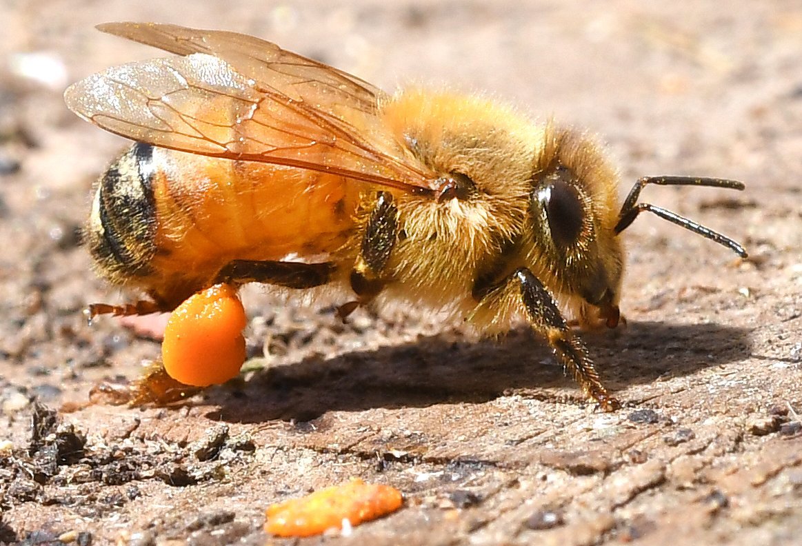 A western honey bee flits about Dunedin. A group of southern apiarists is using a "breakthrough"...