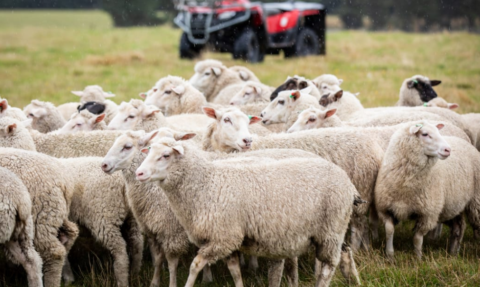 Stats NZ says the national flock dropped two percent on the year before, to 25.3 million sheep in...