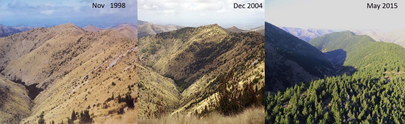 Wilding 'Pinus contorta' spread charted in the Upper Tomogalak catchment, Northern Southland from...