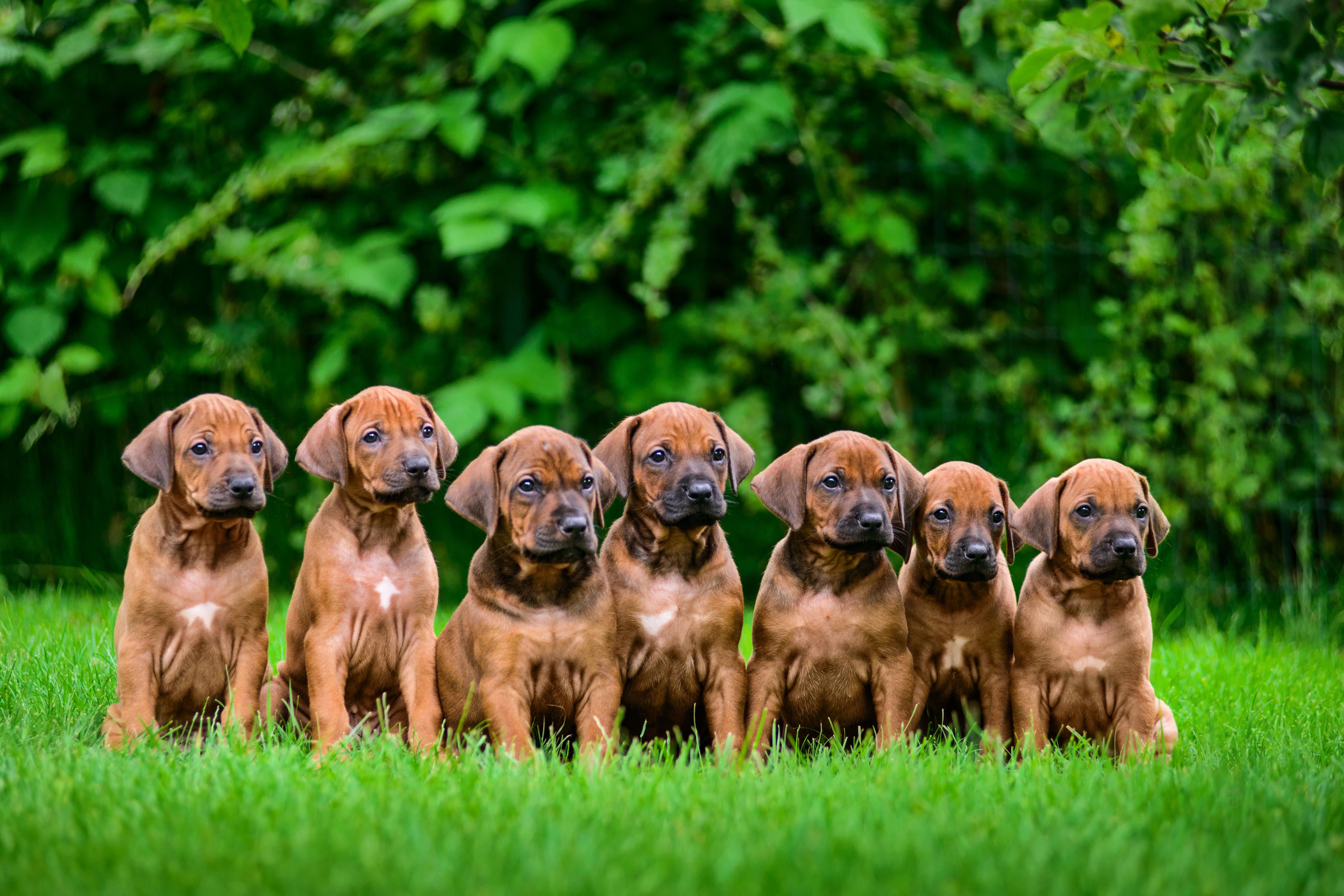 Man posed as charity worker to get discount on puppy Otago Daily