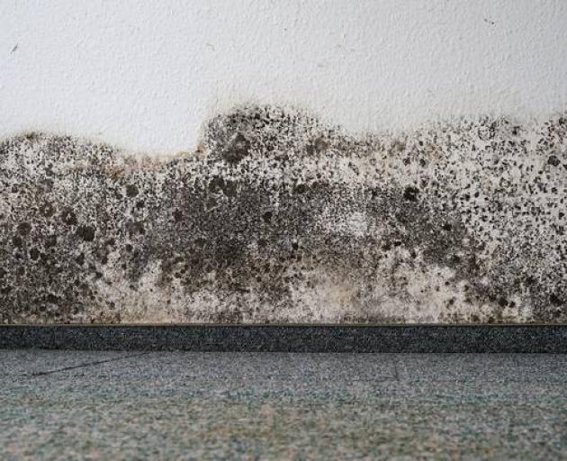 A Blenheim state house was found to have unacceptable levels of mould. Stock photo/file