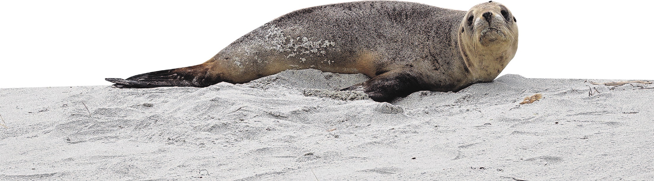 A sea lion pup at Aramoana.