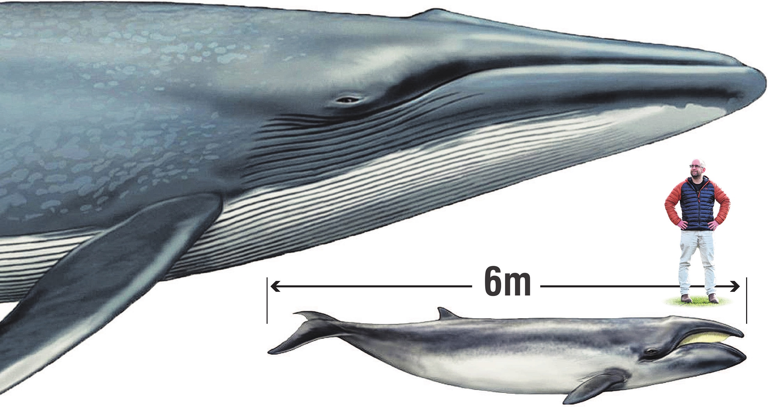 A pygmy right whale (right) compared with a blue whale, and University of Otago palaeogenetics...
