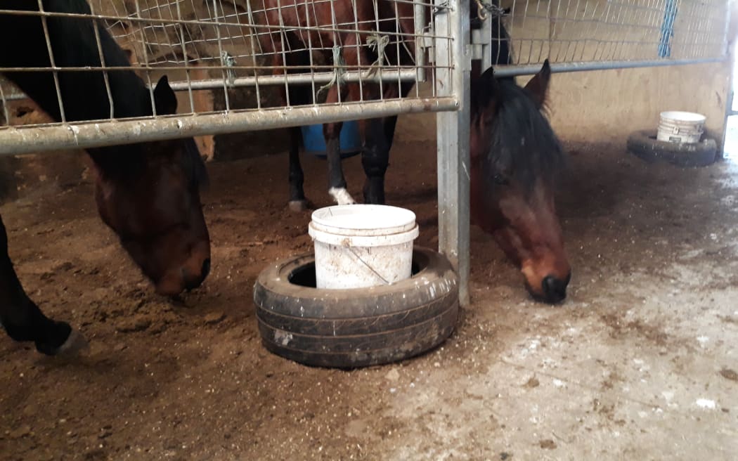 Auckland man sentenced after horses ate own faeces Otago Daily Times Online News