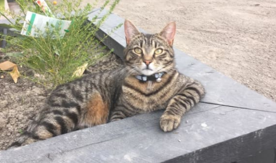 Seven-year-old cat Tabs is now on steroids after a case of vomiting left him severely underweight...