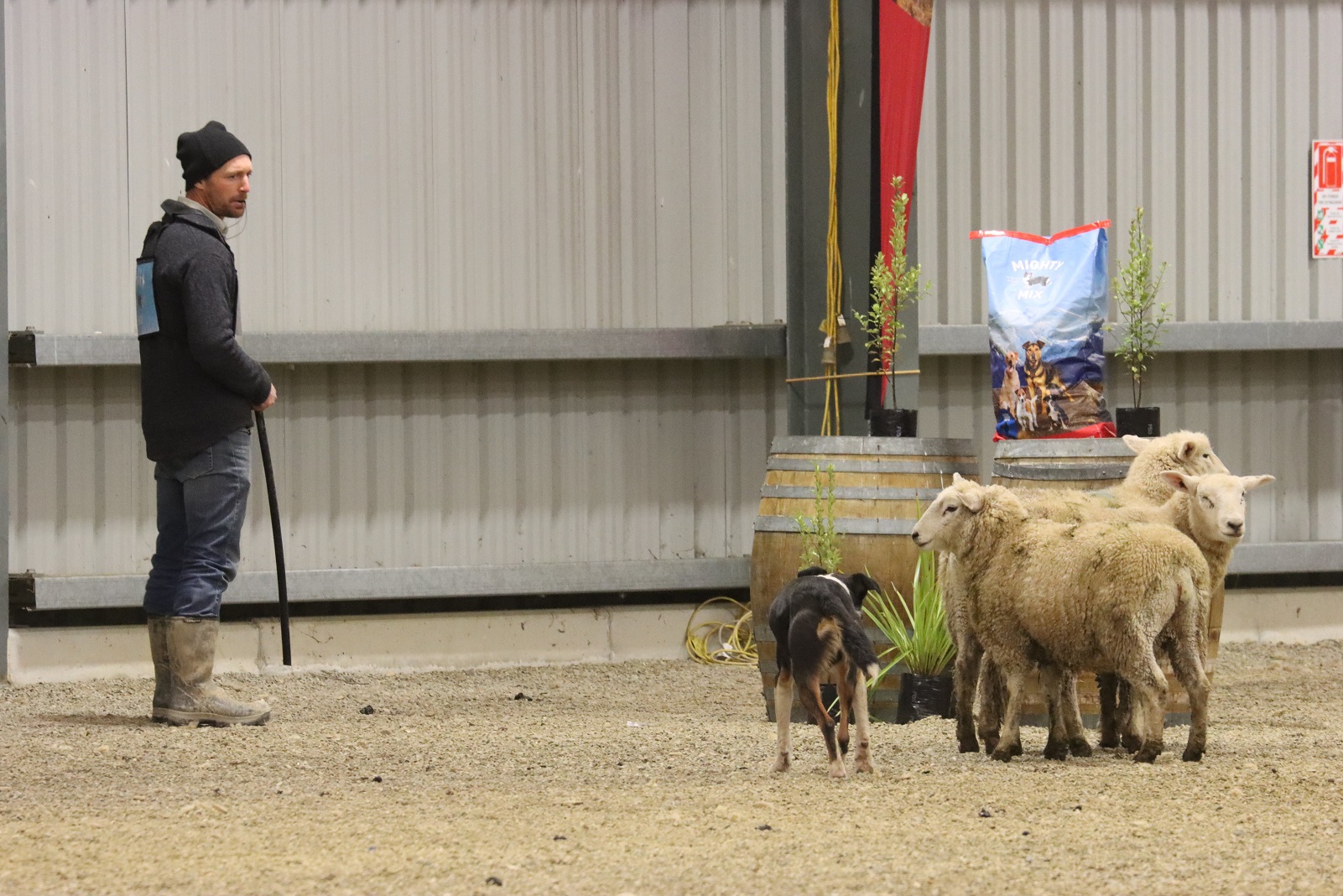 Brendon Stewart, of Greenvale, and Haze keep the pressure on the sheep as they approach the...