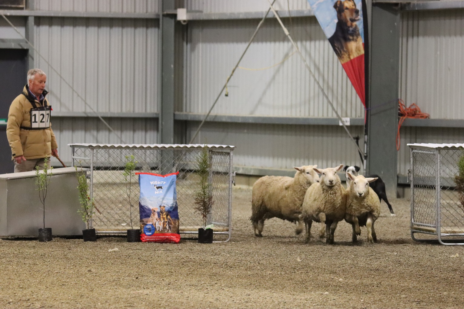 Robin McKenzie and Ken, of Clinton, watch the sheep leave the \dog kennels obstacle during the...