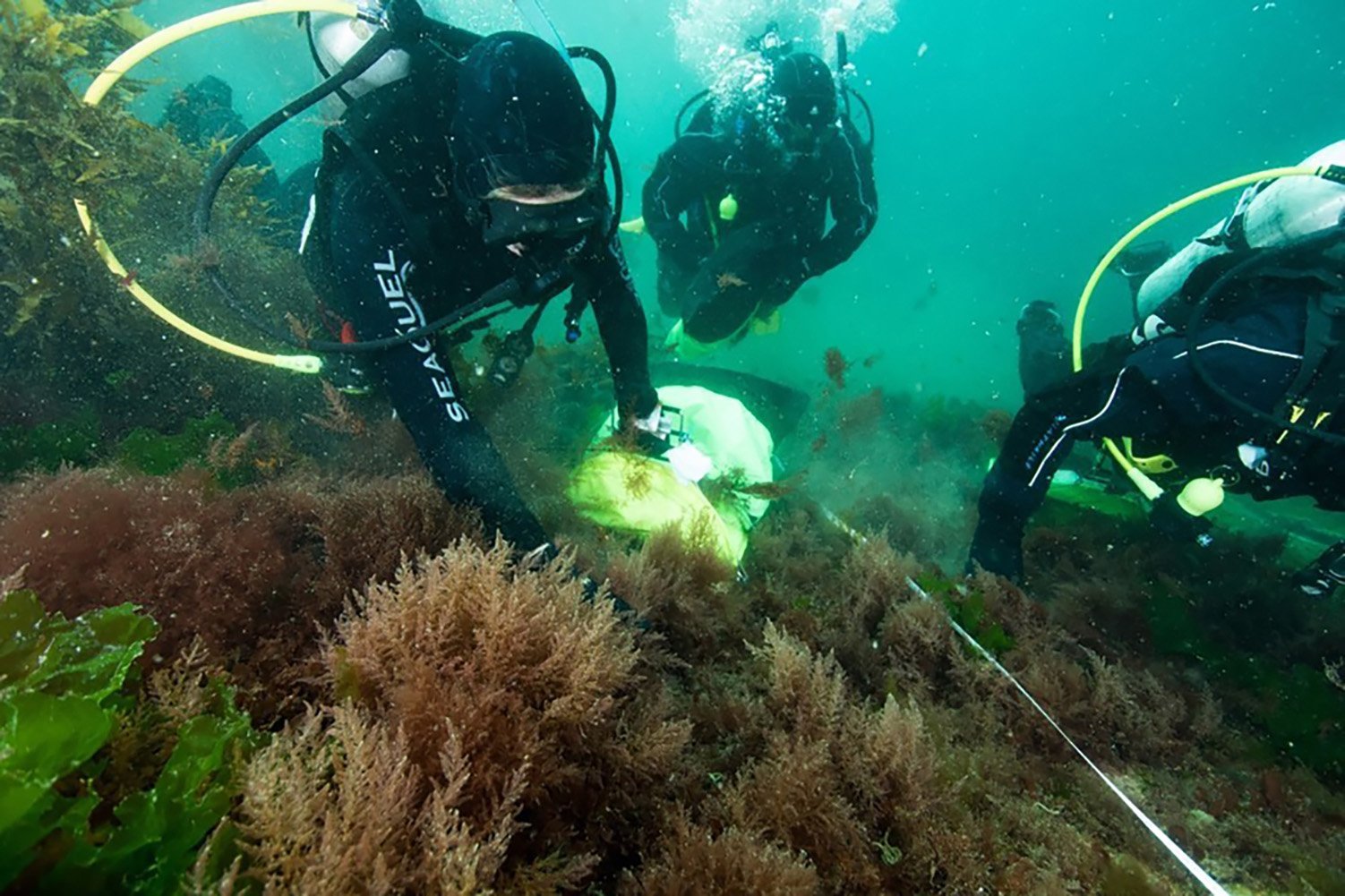 Scuba divers surveying Asparagopsis armata. Photos: supplied