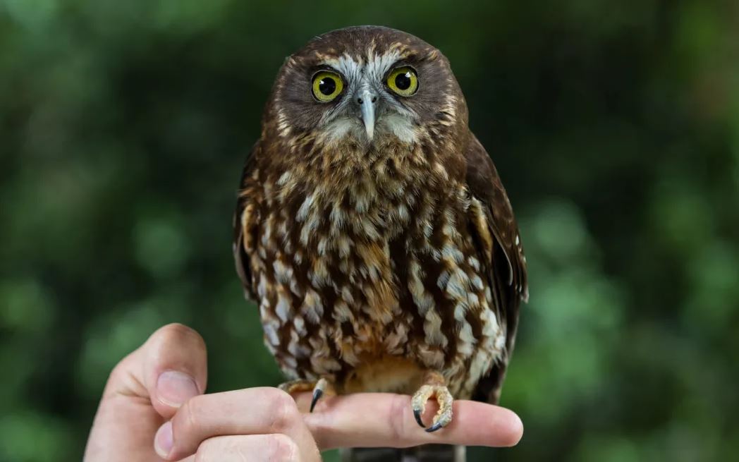 Simply irresistible: a ruru (morepork) at Queenstown Kiwi Birdlife Park. Photo: RNZ/Nate McKinnon
