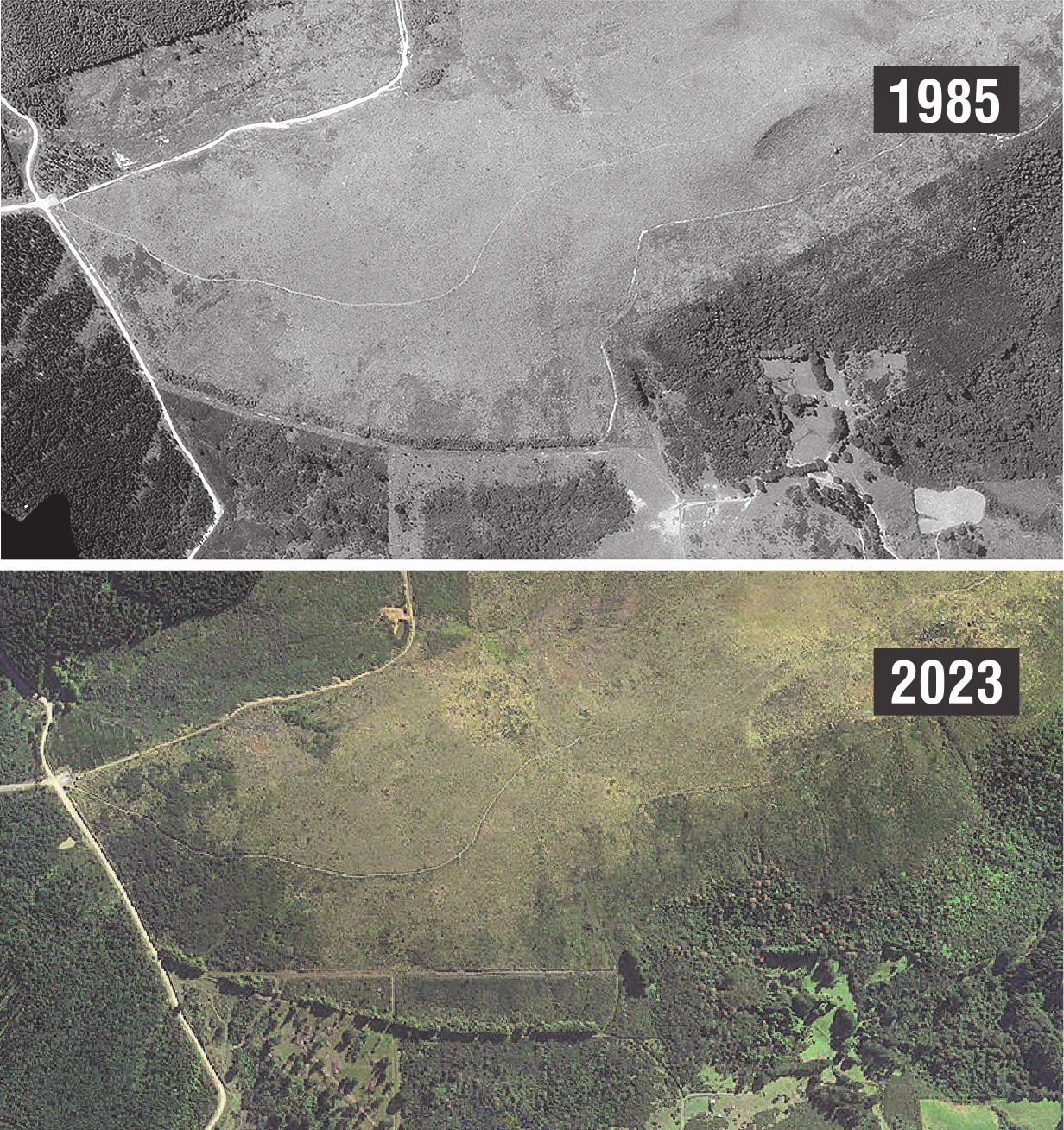 Forest cover creeps back up the face of Te Whanaupaki Flagstaff in recent decades.