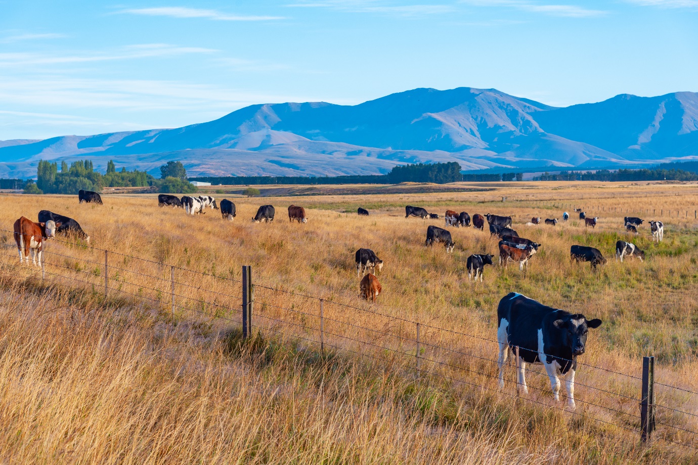 Niwa’s drought index showed no hotspots were forecast over the next 35 days in Otago, but the...